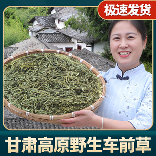 车前草500克g干货新鲜袋泡茶包搭猫爪草猫抓草车前子非中药材
