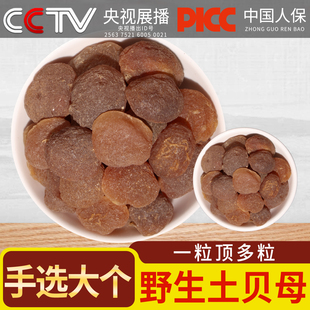 野生土贝母中药材不熏硫250g新货正品大颗土贝母原色