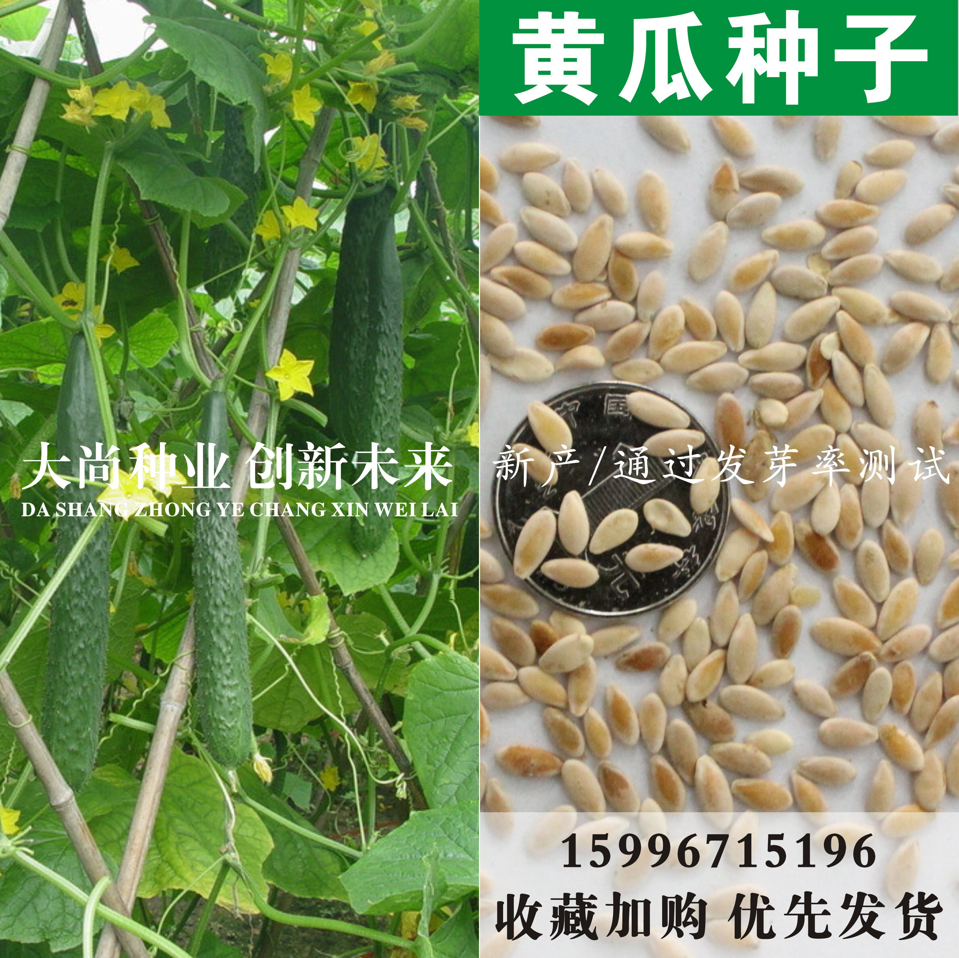 散装黄瓜种子蔬菜种植旱黄瓜种子非黄瓜籽粉食用黄瓜籽