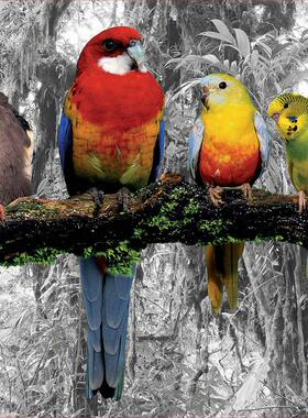 现货Educa丛林中的小鸟500片西班牙进口拼图雷诺瓦成人益智玩具