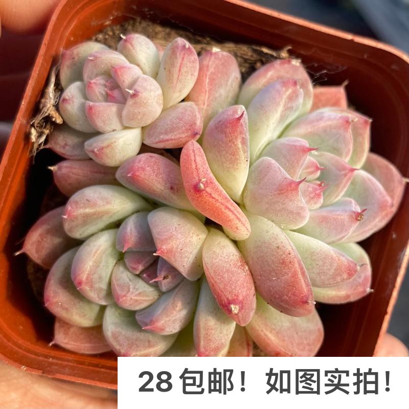 多肉阿尔巴佳人粉色如梦令群生