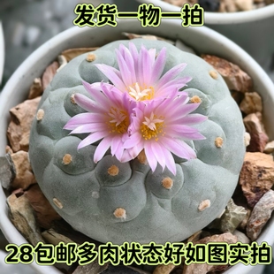 【七总】多肉，海鲜球，单头草球仙人球大颗防辐射开花一物一拍