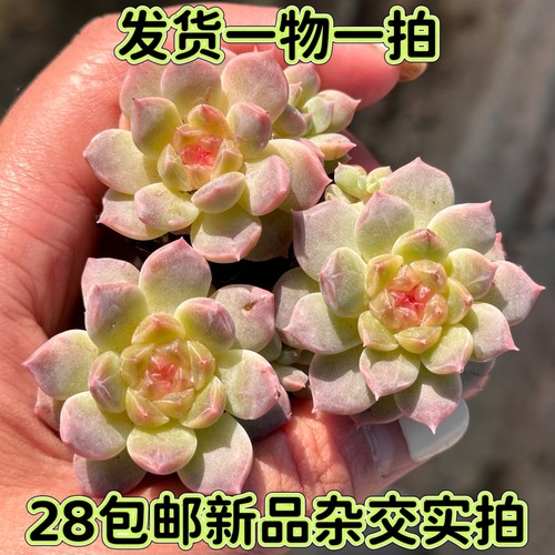 一物一拍糖心杂琥珀杂交冰魄多肉