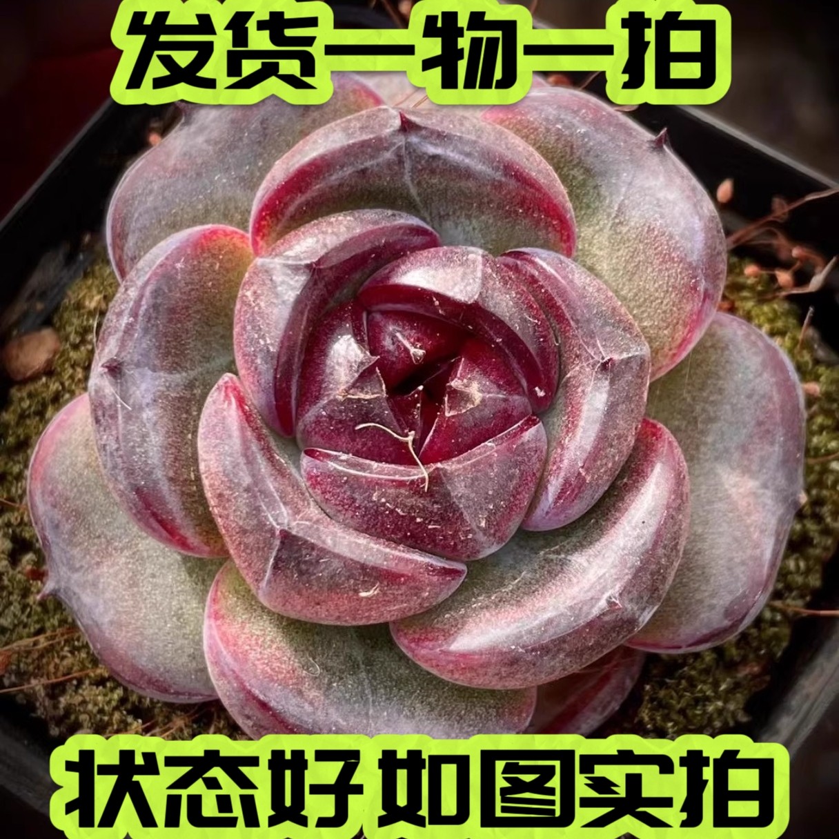 【七总】多肉，黑橙墨玉暗纹紫色黑色紫水晶橙梦露杂一物一拍,鲜花速递/花卉仿真/绿植园艺,多肉植物,淘宝优惠券,粉丝福利购,淘宝优惠卷