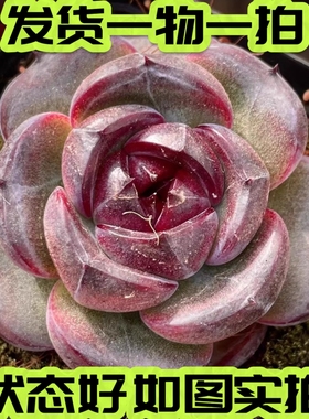 【七总】多肉，黑橙墨玉暗纹紫色黑色紫水晶橙梦露杂一物一拍