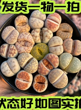 【七总】多肉，生石花，番杏石头花日轮红窗寿丽花纹带盆一物一拍