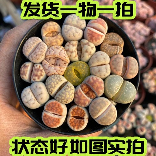 一物一拍生石花带盆发红窗日轮