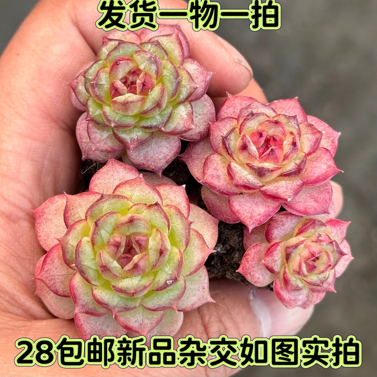 【七总】多肉，冰糖琉璃，杂交女王暗纹红边糖心果冻色一物一拍