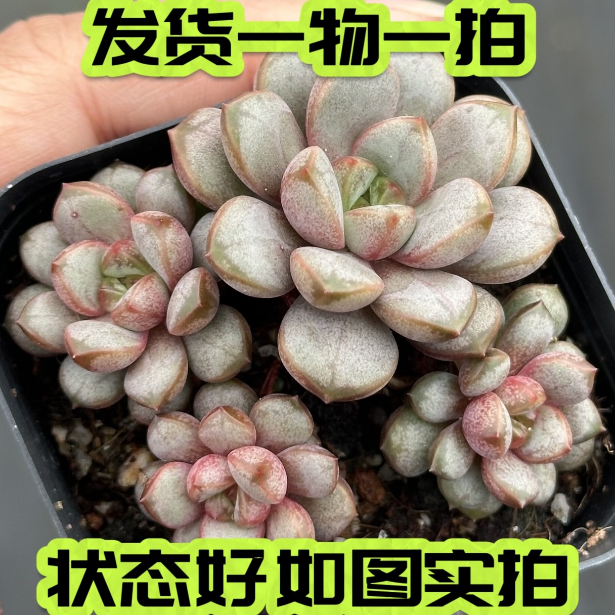 多肉葡萄单头群生景天一物一拍