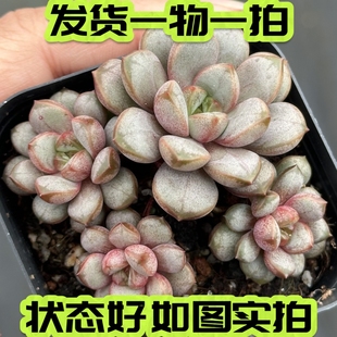 【七总】多肉，葡萄，单头群生老桩群生状态稀有好养便宜一物一拍