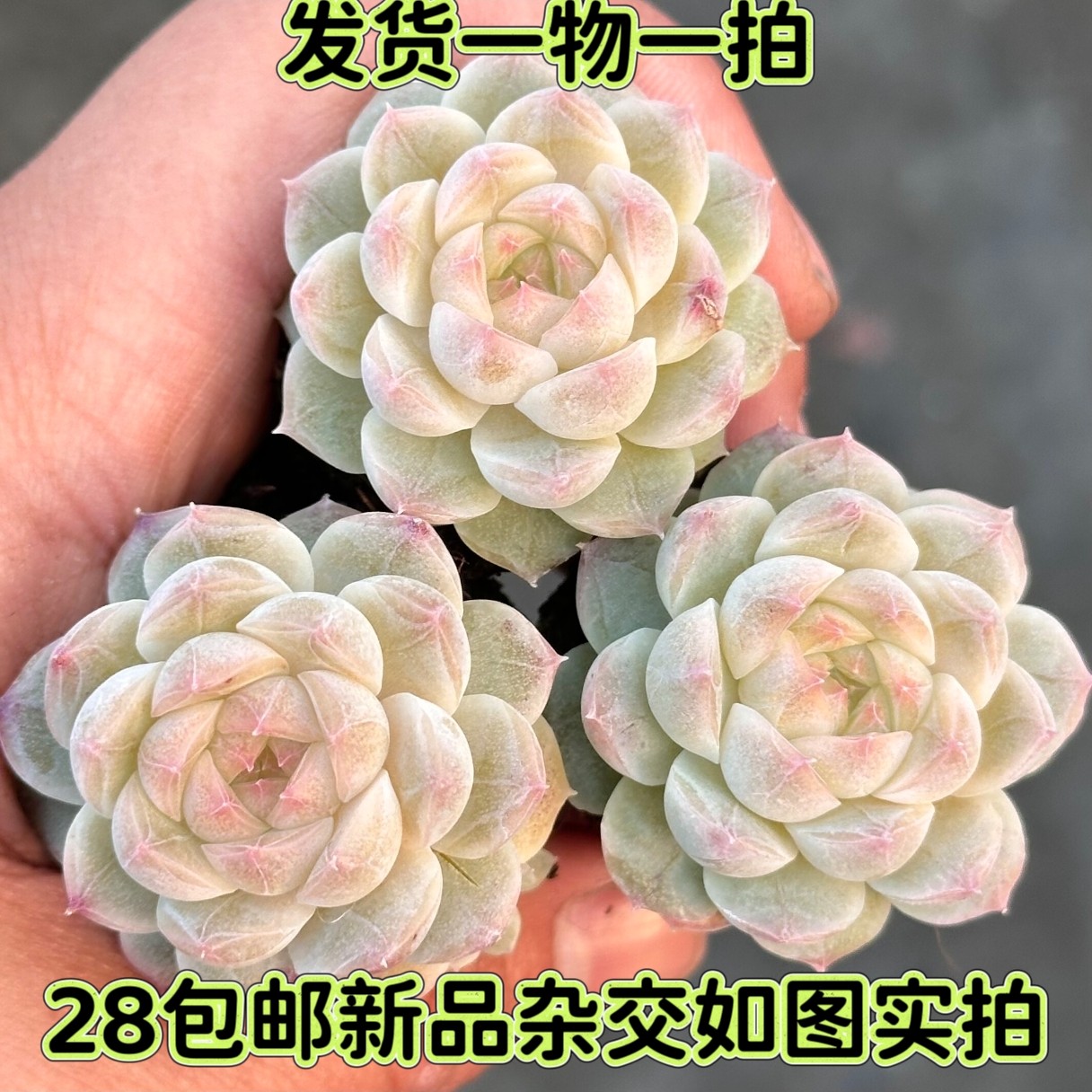 【七总】多肉，白泽，杂交白桃麦秆女王暗纹白底果冻色一物一拍,鲜花速递/花卉仿真/绿植园艺,多肉植物,淘宝优惠券,粉丝福利购,淘宝优惠卷