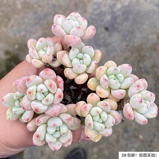 【七总】多肉，罗琦，小老桩群生多头劳尔状态稀有美观好养便宜