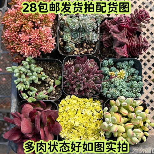 黄金草群生护盆草多肉好养