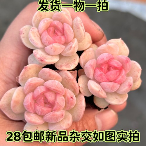梦露杂交暗纹糖心月影一物一拍