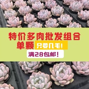 【七总】多肉，走量便宜好养乌木橙梦露桃蛋雪莲冰玉乌木女王量拍