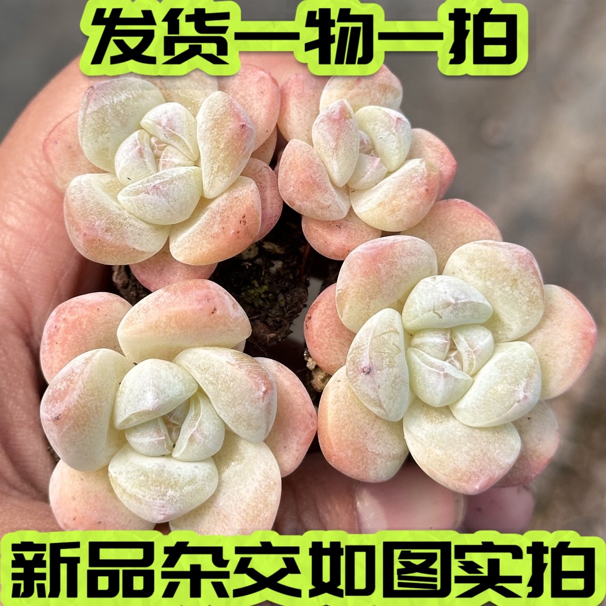 【七总】多肉，糖钻，杂交冰玉冰魄暗纹糖心粉钻一物一拍,鲜花速递/花卉仿真/绿植园艺,多肉植物,淘宝优惠券,粉丝福利购,淘宝优惠卷