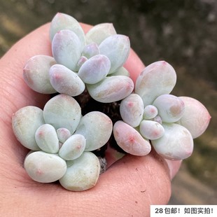 【七总】多肉，美人杂交，单头奶酪杂交稀有美观好养便宜状态好