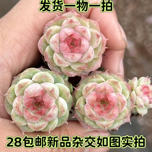 【七总】多肉，红枫，杂交女王糖心暗纹包子睫毛果冻色一物一拍