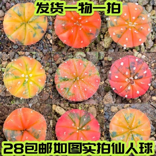 一物一拍实生星兜锦自然仙人球