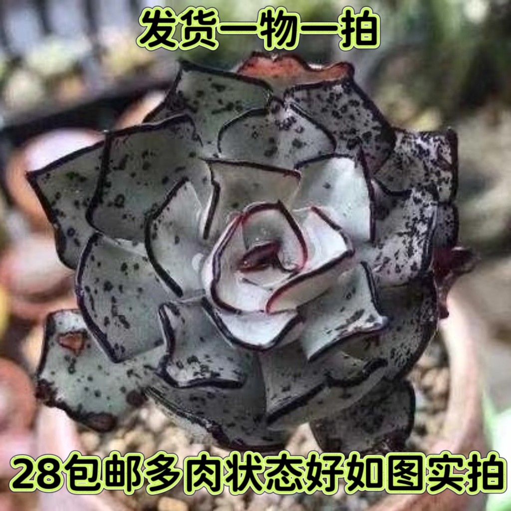 【七总】多肉，剑司诺娃。爪子红边暗纹月影状态稀有好养一物一拍,鲜花速递/花卉仿真/绿植园艺,多肉植物,淘宝优惠券,粉丝福利购,淘宝优惠卷