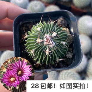 【七总】多肉,多棱玉,单头大颗稀有开花防辐射仙人球仙人掌好养