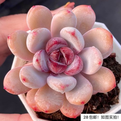 一物一拍星星雪糖心橙梦露杂多肉