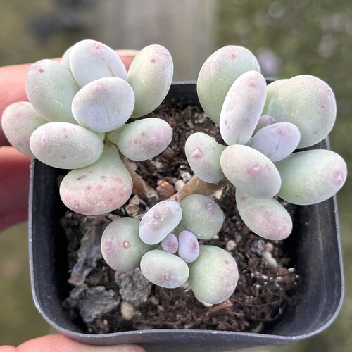 【七总】多肉，彩虹奶酪，奶酪杂交多头小老桩稀有好养