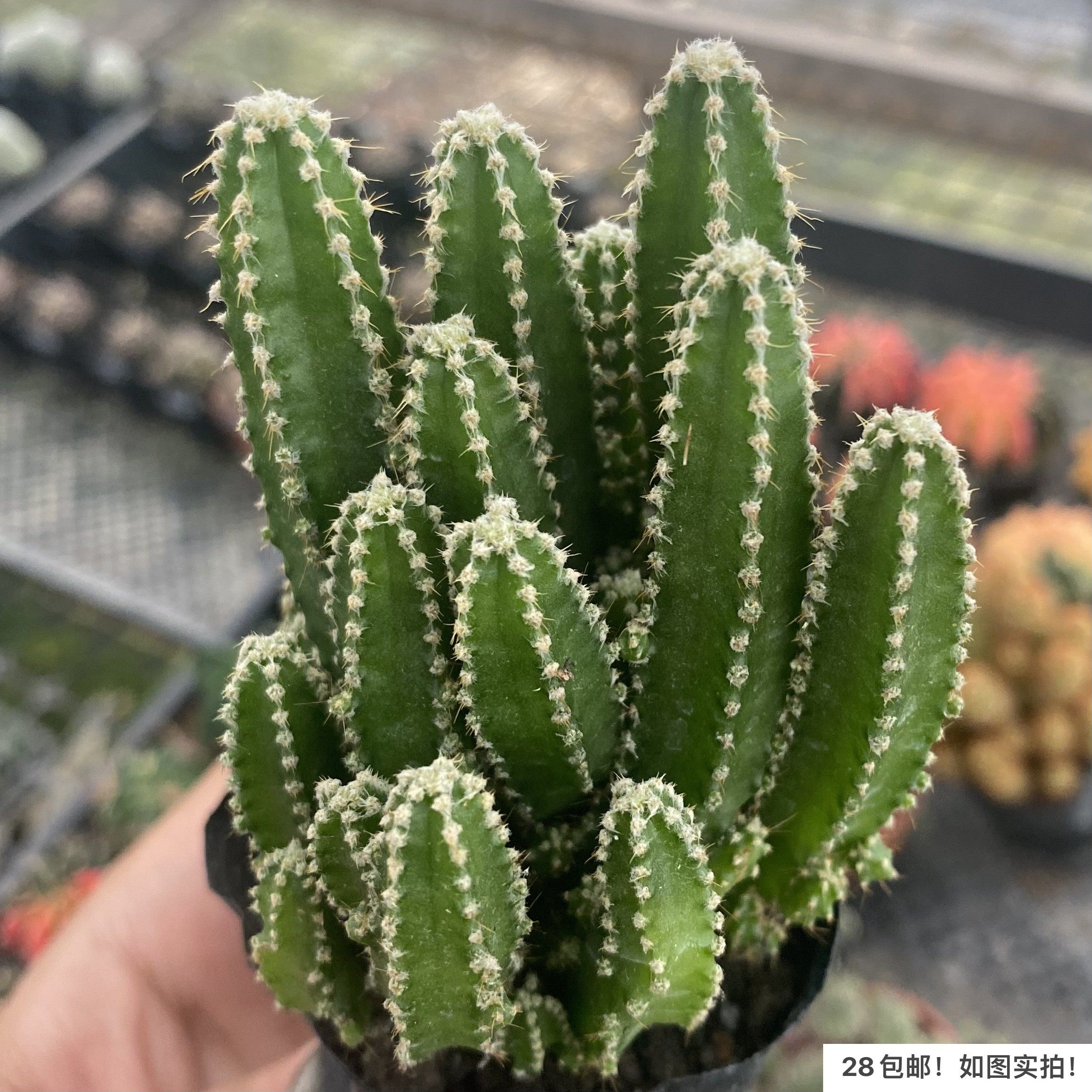 【七总】多肉，万重山，仙人球仙人掌群生多头大颗状态好养便宜,鲜花速递/花卉仿真/绿植园艺,多肉植物,淘宝优惠券,粉丝福利购,淘宝优惠卷