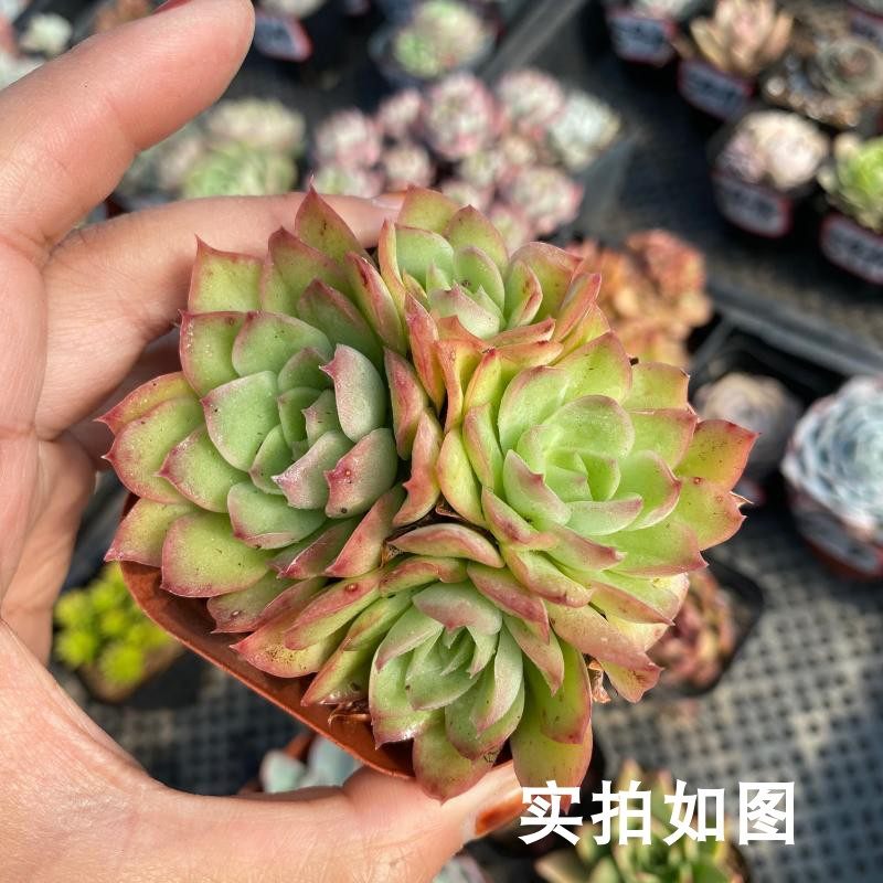 紫蝴蝶多肉价格 紫蝴蝶多肉图片 星期三