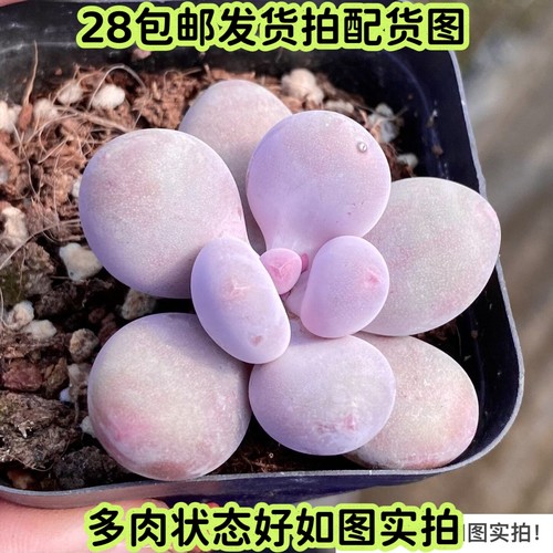 橙雪球奶酪单头多肉桃蛋好养
