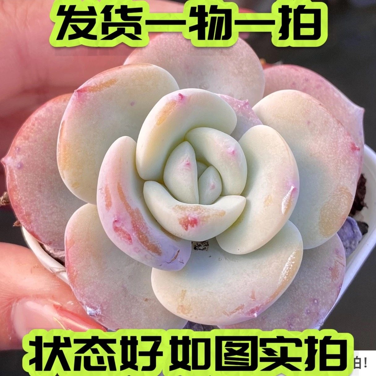 【七总】多肉，奶茶，厚叶群生单头控养梦露杂交粉色一物一拍,鲜花速递/花卉仿真/绿植园艺,多肉植物,淘宝优惠券,粉丝福利购,淘宝优惠卷