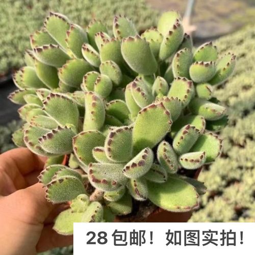 多肉绿熊熊童子状态好养群生