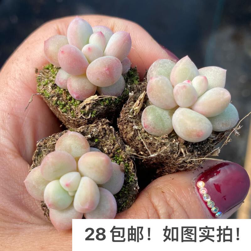 【七总】多肉,雪妖,单头奶酪杂交稀有美观好养便宜状态好