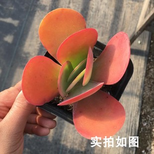 【七总】多肉，唐印，红色单头，大颗状态稀有美观好养便宜