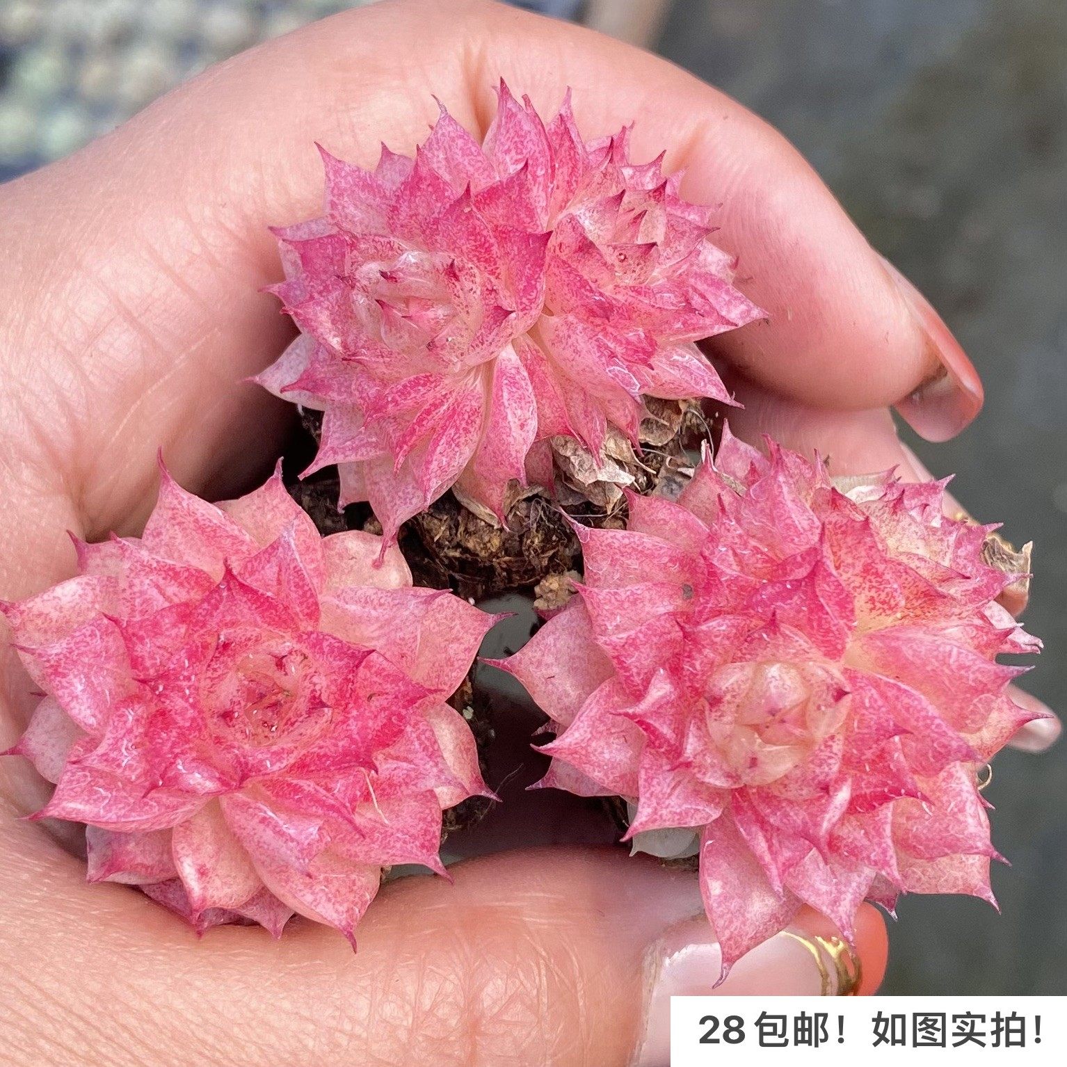 【七总】多肉，蝴蝶叶麦秆，新品杂交暗纹麦秆杂红色油蜡,鲜花速递/花卉仿真/绿植园艺,多肉植物,淘宝优惠券,粉丝福利购,淘宝优惠卷