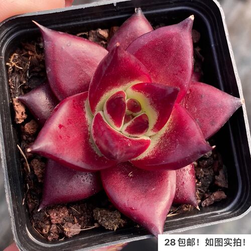 罗卡罗宾血罗暗纹乌木冬云多肉