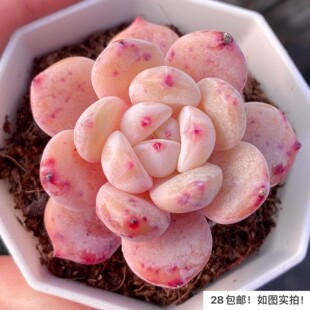 【七总】多肉，粉色仙女橙，控养橙梦露杂交果冻色雪天使