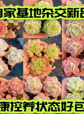 【七总】新品杂交个体麦秆女王冰玉白杂暗纹糖心独家培育巫拉拉