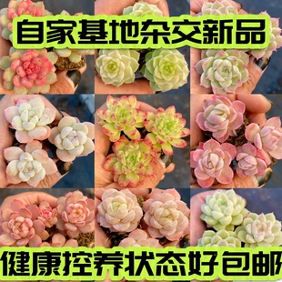 【七总】新品杂交个体麦秆女王冰玉白杂暗纹糖心独家培育巫拉拉