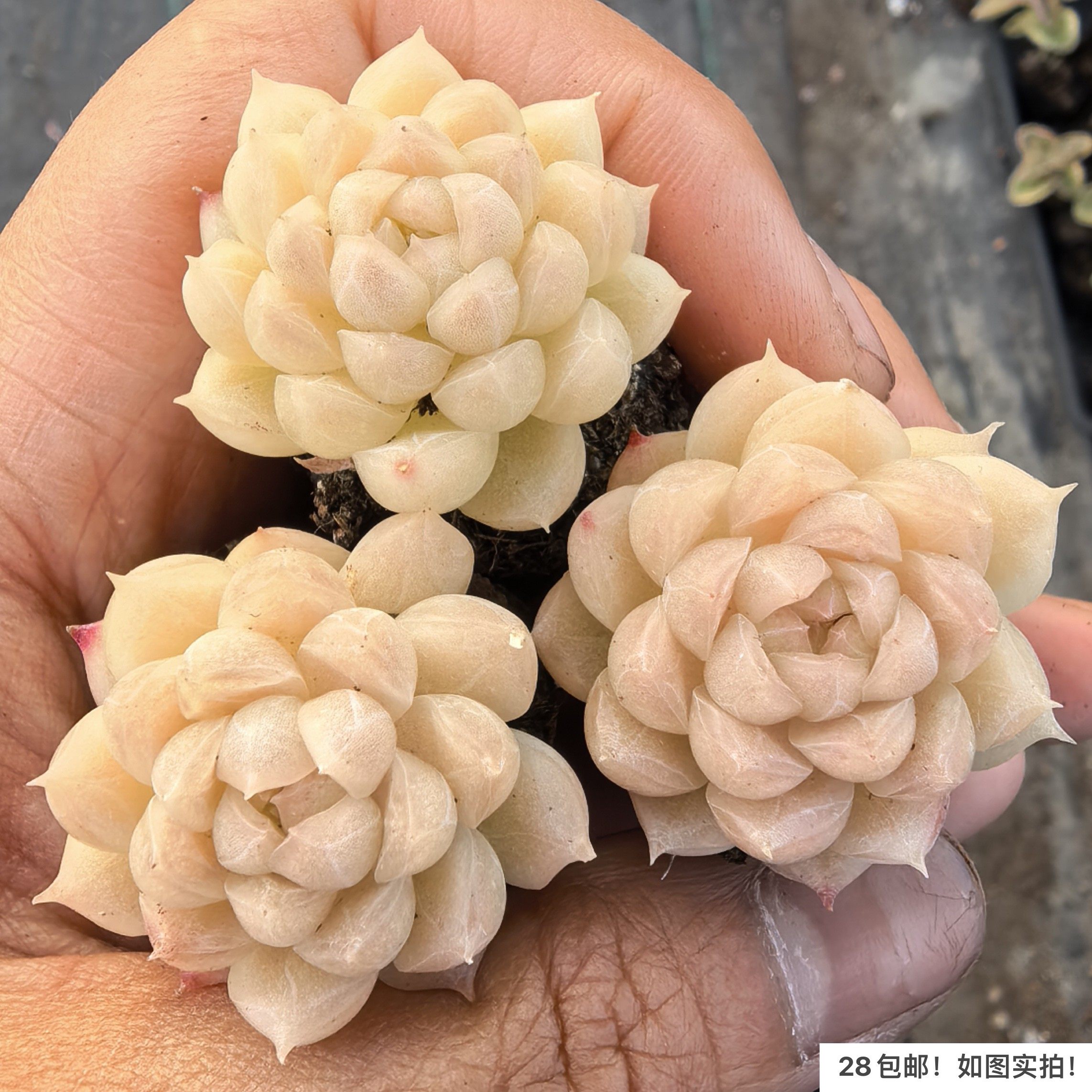 【七总】多肉，暮白雪，新品杂交暗纹白月影杂交睫毛冰透,鲜花速递/花卉仿真/绿植园艺,多肉植物,淘宝优惠券,粉丝福利购,淘宝优惠卷