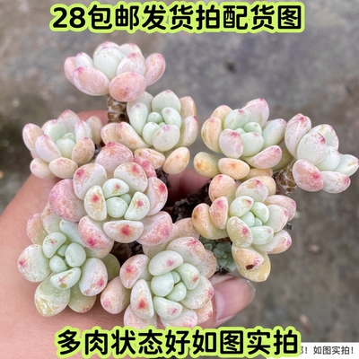 罗琦小老桩群生多头月影