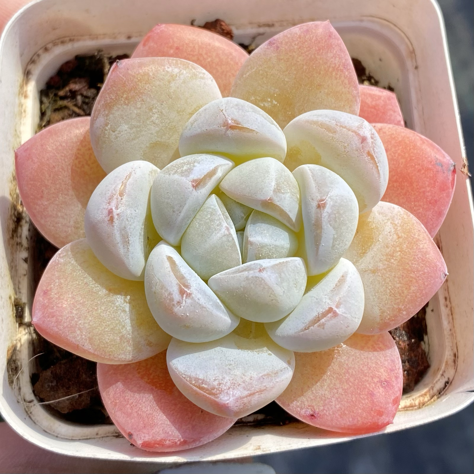 一物一拍雪媚娘暗纹冰玉群生多肉