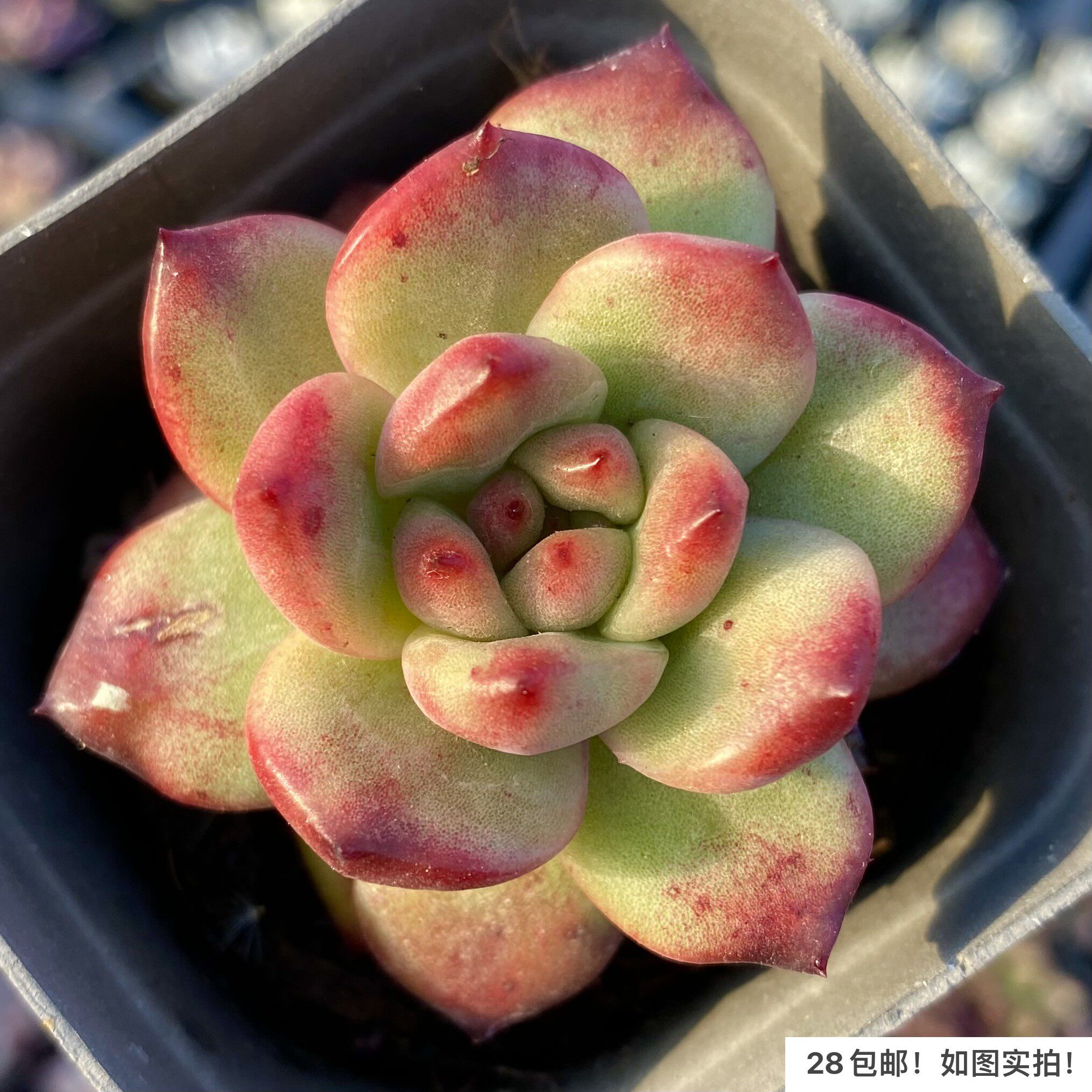 【七总】多肉,tm,汤姆单头韩国红边状态稀有冬云进口好养便宜