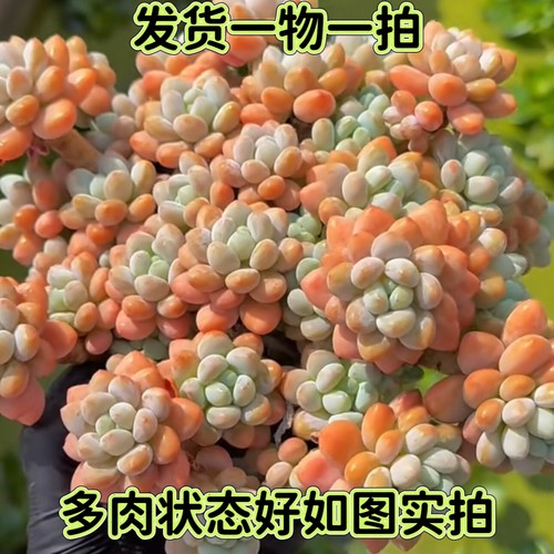 【七总】一物一拍珍珠奶酪，单头群生洛可可达芙妮杂交状态好多肉