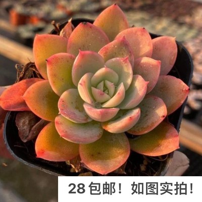 多肉丝绸面纱单头大颗群生