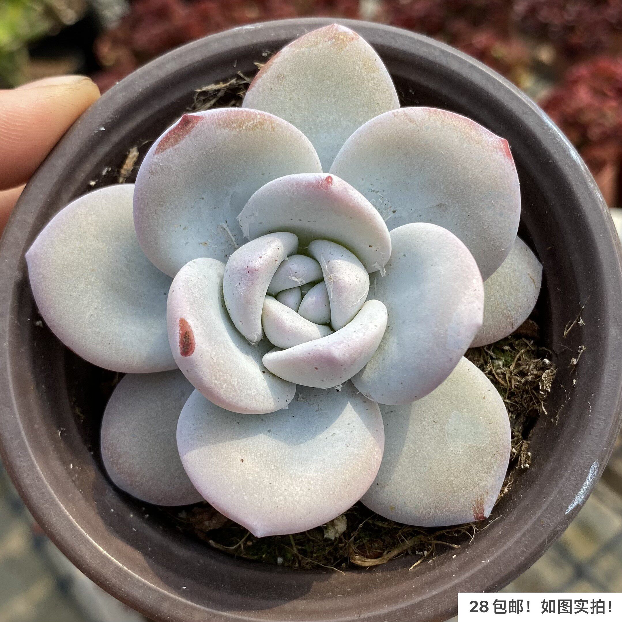 【七总】多肉,雪莲,大颗单头白色状态稀有美观好养便宜一物一拍