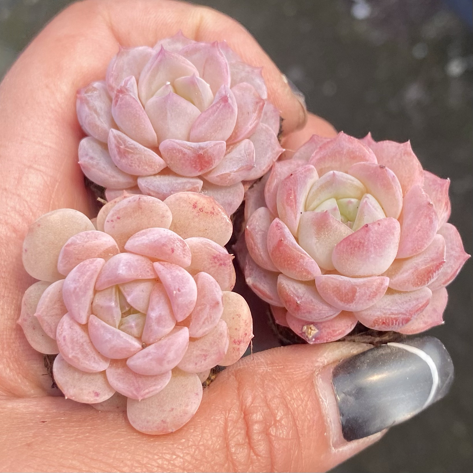 【七总】多肉，冰糖水晶，美梦粉色糖心稀有杂交梦露,鲜花速递/花卉仿真/绿植园艺,多肉植物,淘宝优惠券,粉丝福利购,淘宝优惠卷