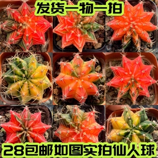【七总】多肉，肋骨锦，牡丹锦自然锦实生开花仙人球贵货一物一拍
