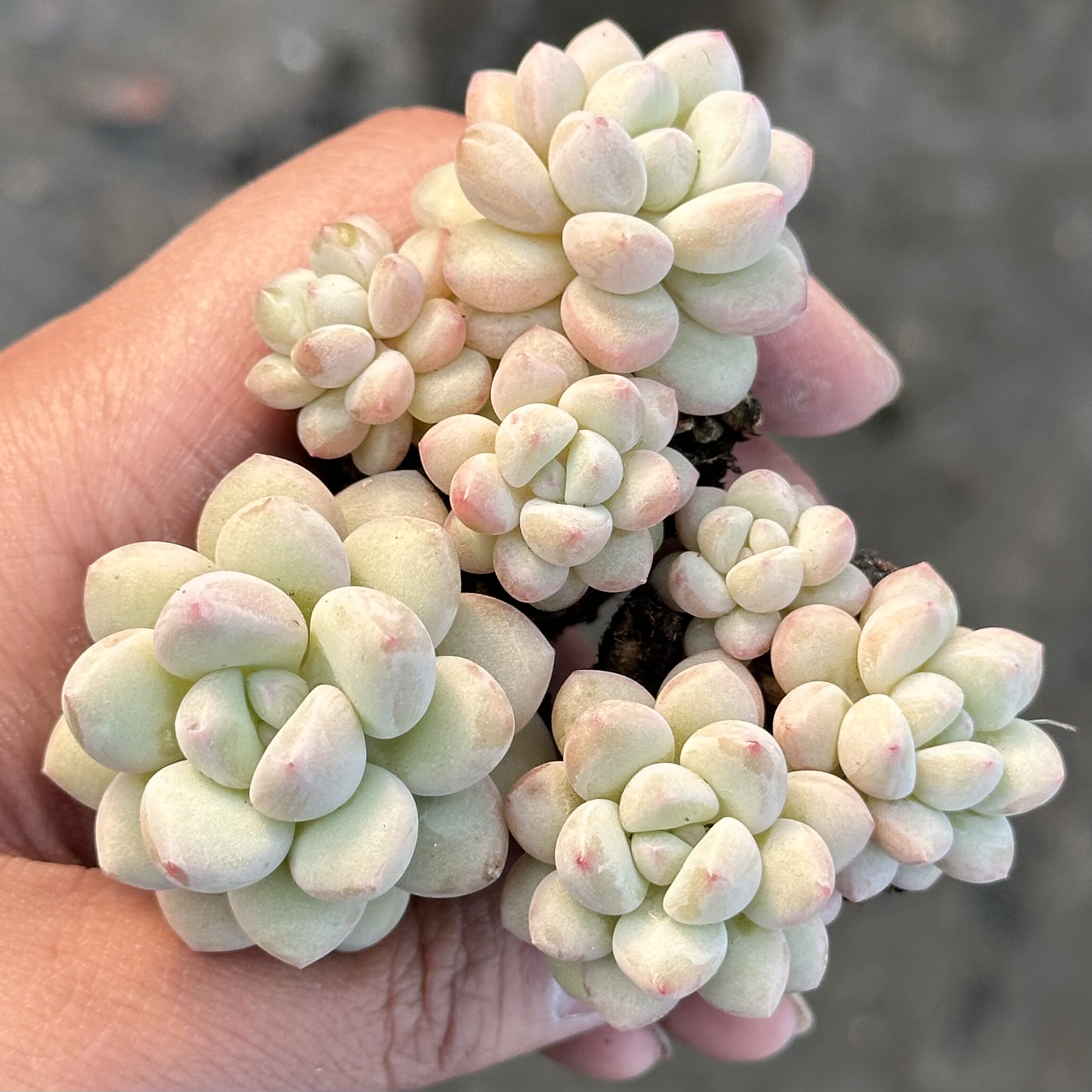 多肉泡泡糖群生奶酪洛神果冻好养