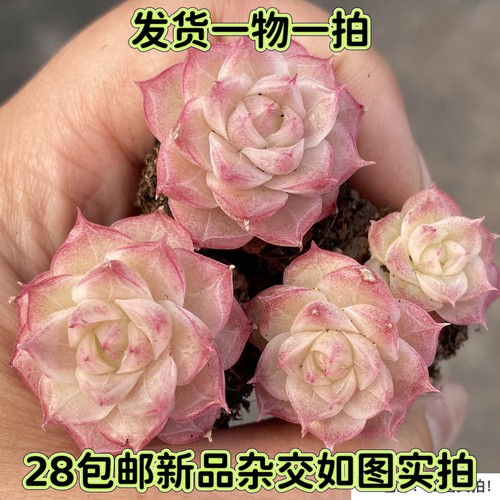 一物一拍璎珞麦秆杂交暗纹多肉